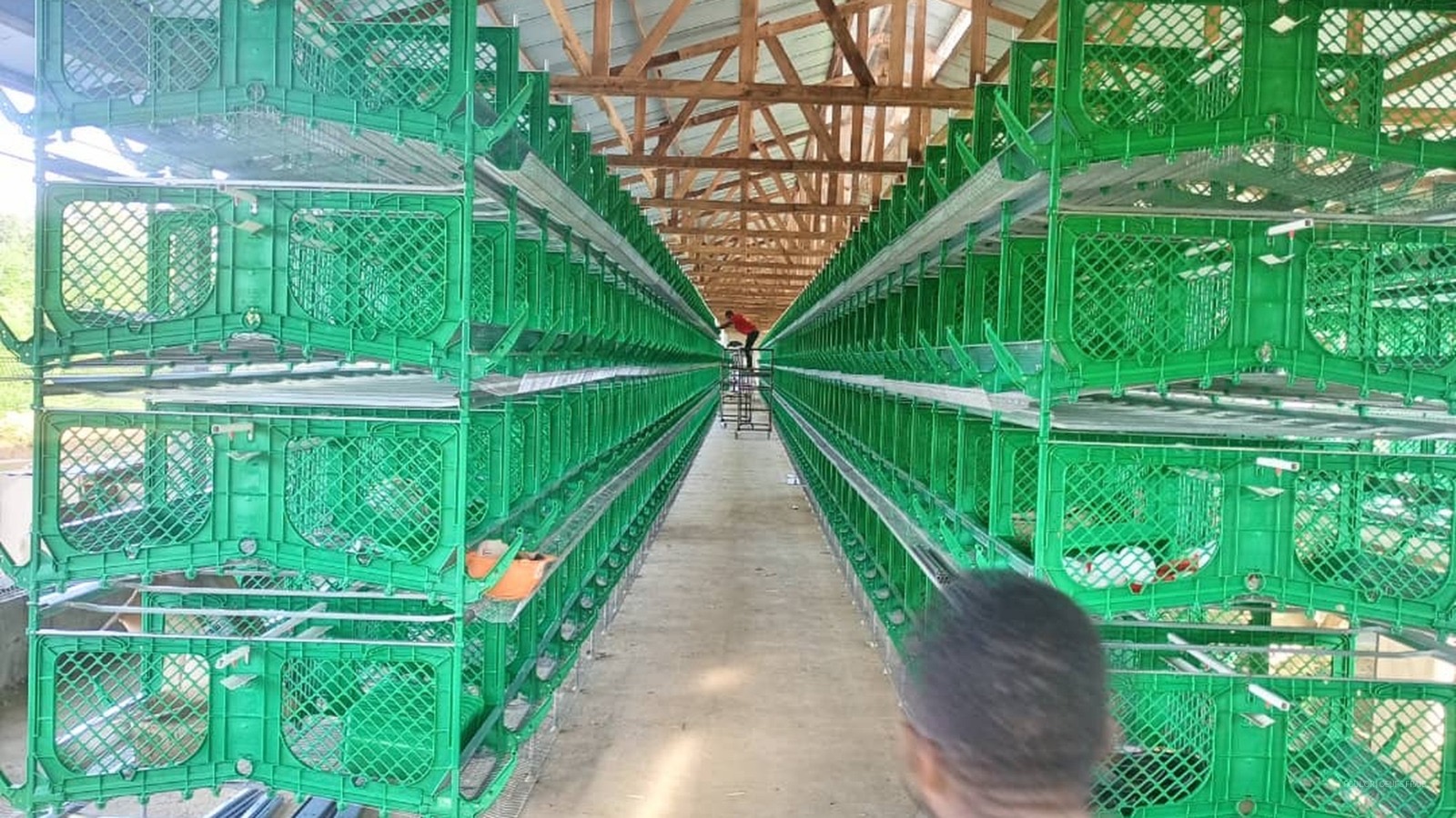 Newly installed green cage rows