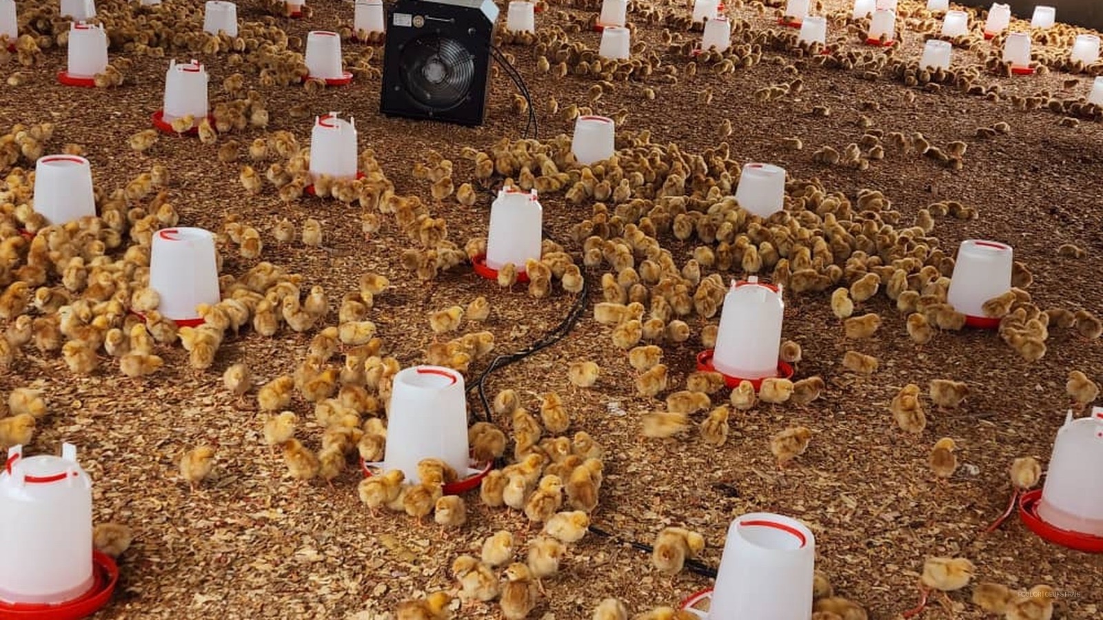 Chicks under ventilation
